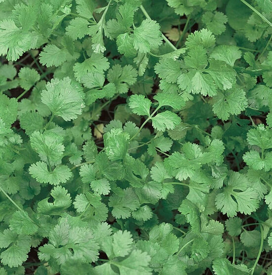 Coriander (Coriandrum sativum), 1g
